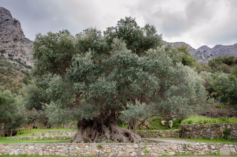 Etwa 5000 Jahre ist schätzungsweise der älteste Olivenbaum der Welt und steht in Vouves auf Kreta